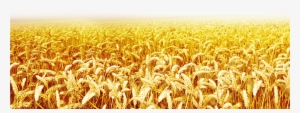 Clip Art Transprent Png Free Download Grass