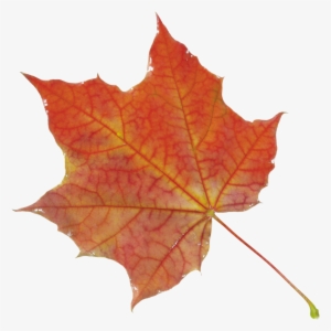 Autumn Leaves Png Images, Free Png Yellow Leaves Pictures - Autumn Leaf Png