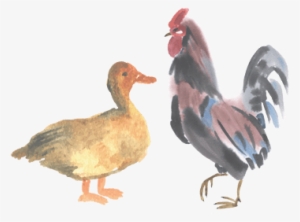 Pasture Raised Duck & Chicken - Duck And Chicken