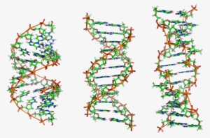 A Dna, B Dna And Z Dna - Dna B Dna Z Dna