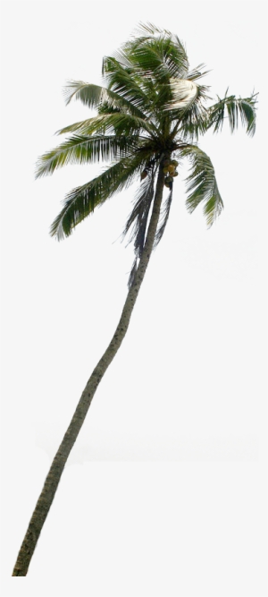 Tree Clipart Downloads Pznvtp Clipart - Coconut Tree Cut Out Png