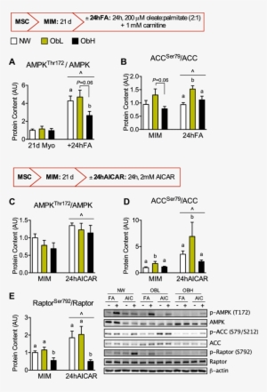 At D20 Of Myogenesis, Cells Were Incubated With Or - Figure-four