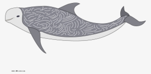 Download Bitmap Picture Risso's Dolphin - Dolphin