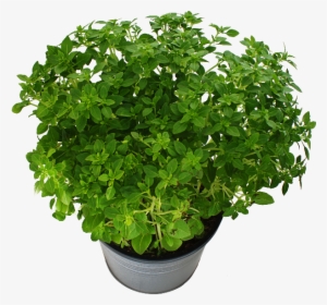 Potted Plant With Green Leaves Png Free - 紅 火焰 萵苣 種植