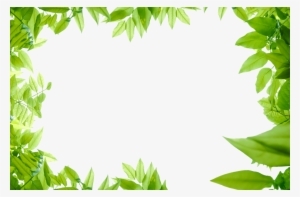 28 Collection Of Jungle Leaves Clipart Png