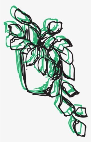 Devils Ivy