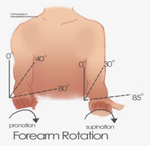 Forearm Supination 5 - Measuring Supination