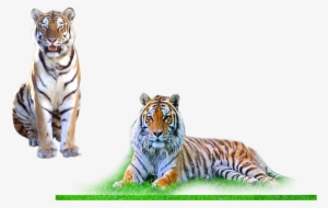 Tiger - Background Png For Photo Shop