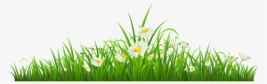 Camomile Clipart Png Format - Chamomile Png