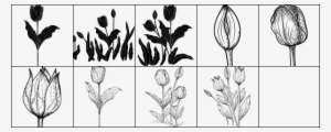 Screenshort - Photoshop Tulip Brush