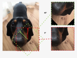 1600px Gst Ptzr Bartok Rotate Limit - Dachshund