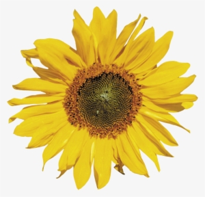 Free Png Sunflower Png Images Transparent - Sunflower Png