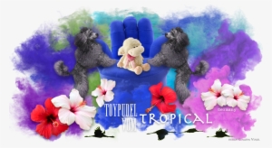 Links Für Bannertausch - Toy Poodle