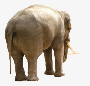Elephant With Tusks Png - High Quality Textures Animals Png
