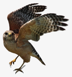 Vector Transparent Download Osprey Drawing Cooper's - Native Birds To Central Valley California