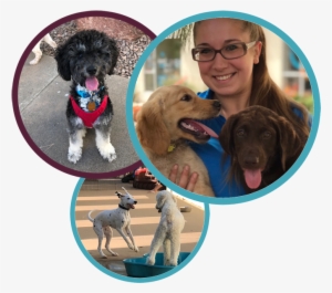 Most Puppies Need These Positive Experiences At A Young - Dog