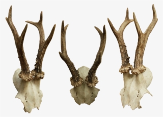 Bone-012 - Bones Png