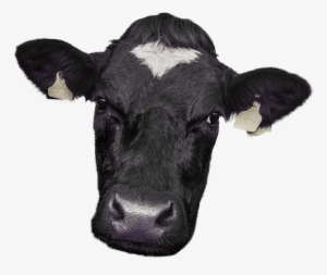Cow Face Png - Cow Face Photo Png