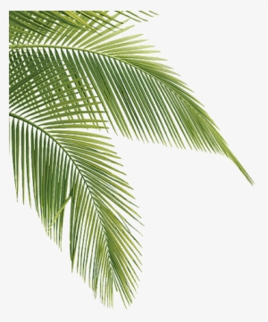 Tropical Transparent Pine Leaves - Transparent Palm Tree Leaves