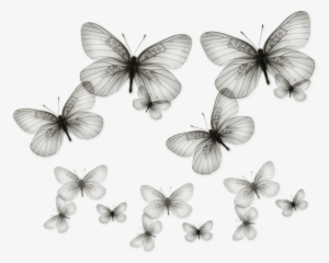 Butterflies Transparent - Portable Network Graphics