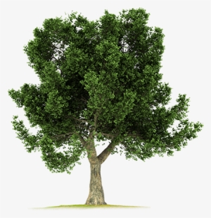 Corkoak-big - Big Tree Png Hd
