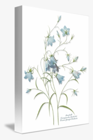 Ftestickers Flowers Watercolor Blue - Cafepress Harebells Tile Coaster