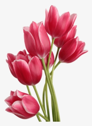 Tulip Png