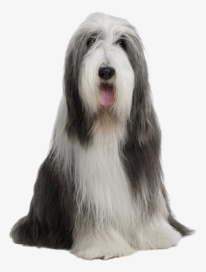 Why Choose A Bearded Collie To Be The Star Of Your - Shaggy Dog What Breed