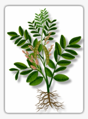 Pea Plant - Green Pea