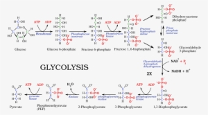 File - - Glycolysis Pathway