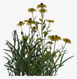 Pond Png