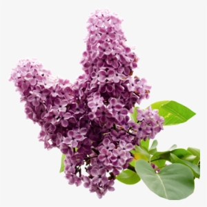 Clove Bud - Discworld 25 May