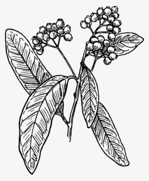 Allspice Drawing Black And White Clove - Coffee Tree Vector Png