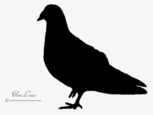 Go To Image - Pigeons And Doves