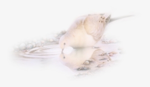 Pigeons - Sanderling