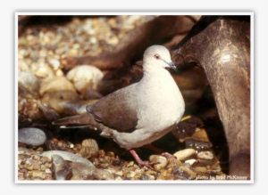 White-tipped Dove - European Herring Gull