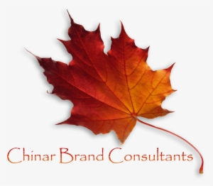 Logo-min - Maple Leaf