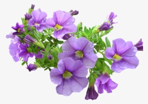 Purple Flowers Download Transparent Png Image - Purple Flowers Transparent Png