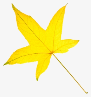 Yellow Leaf Clipart - عکس برگ پاییزی زرد