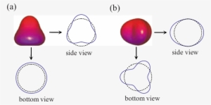 Color Online Axisymmetric Oscillation And Sectorial - Diagram