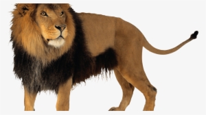 Lion 3d Png Image Hd Wallpaper Download For Android