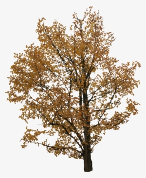 2d Trees - Autumn Tree Cut Out Png
