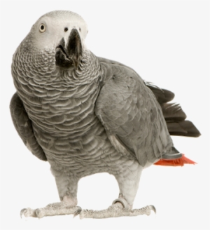 Clip Free Download Greys Free Online Puzzle Games On - African Grey Parrot Transparent