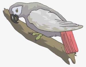 How To Set Use African Grey Parrot Clipart
