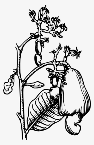 Cashew Clip Art - Cashew Tree Clipart