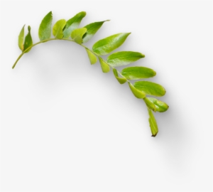 7 2 Leaves Png Hd - Grass