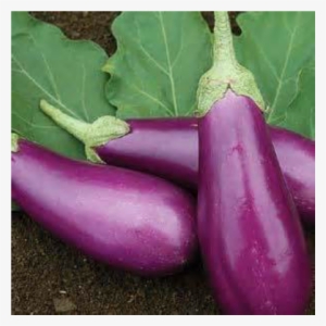 More Views - Brinjal - Brinjal Vegetable
