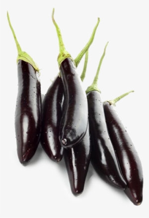 Brinjal - Purple Long - Gourmet Long Oriental Eggplants - 4 Plants - Asian,