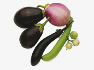 Eggplant