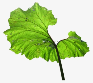 Leaf, Plant, Backlighting, Big Leaf - Drawing